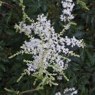 Astilbe White Sensation