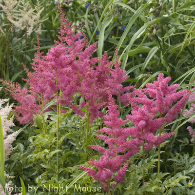 Astilbe Younique Carmine