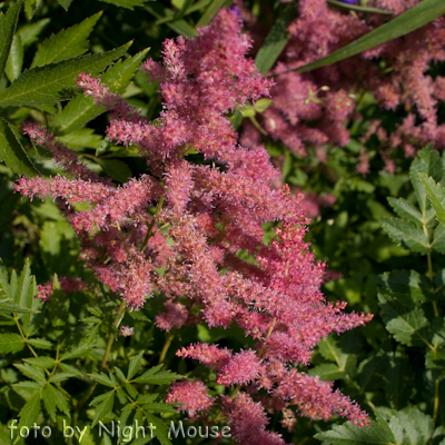 Astilbe Younique Cerise