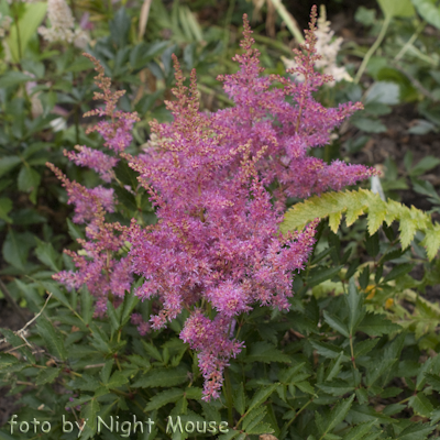 Astilbe Younique Lilac