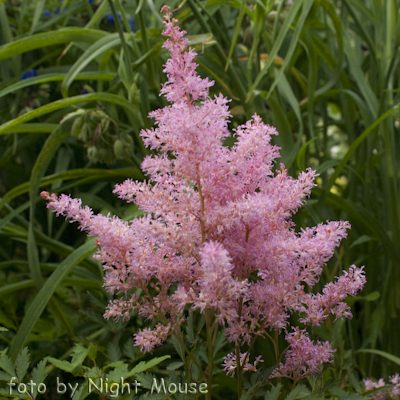 Astilbe Younique Pink