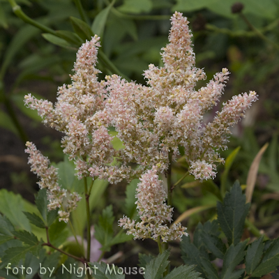 Astilbe Younique Salmon