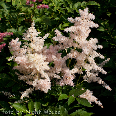 Astilbe Younique Silvery Pink