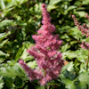 Astilbe Alive and Kicking