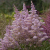 Astilbe America