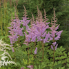 Astilbe Amethyst