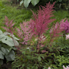 Astilbe Aphrodita