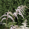 Astilbe Betsy Cuperus