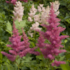 Astilbe Boogie Woogie