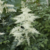 Astilbe Brautscheier