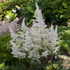 Astilbe Bumalda