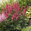 Astilbe Burgundy Red