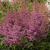 Astilbe Catherine Deneuve