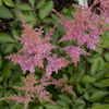 Astilbe Country and Western