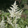 Astilbe Deutschland