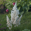 Astilbe Diamonds and Pearls