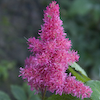 Astilbe Drum And Bass