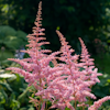 Astilbe Eden`s Odysee