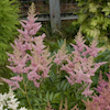 Astilbe Elizabeth Bloom