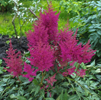 Astilbe Elizabeth Van Ween