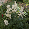 Astilbe Ellie