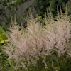 Astilbe Erika