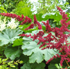 Astilbe Etna