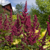 Astilbe Fanal