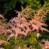 Astilbe Flamingo