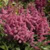 Astilbe Gertruda Brix