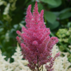 Astilbe Gloria Purpurea