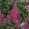 Astilbe Henry Noblett