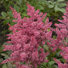 Astilbe Jump And Jive