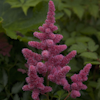 Astilbe Kvele