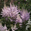 Astilbe Lilac