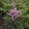 Astilbe Liliput