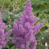 Astilbe Meinz