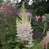 Astilbe Milk And Honey