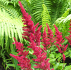 Astilbe Montgomery