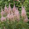 Astilbe Peach and Cream