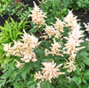 Astilbe Peach Blossom