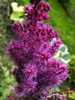 Astilbe Purpurlance