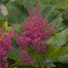 Astilbe Red Sentinel