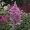 Astilbe Rhythm And Blues