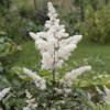 Astilbe Rock And Roll