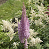 Astilbe Rosenkertze