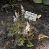 Astilbe Saxatilis