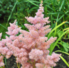 Astilbe Sister Theresa