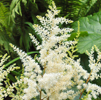 Astilbe Snowdrift