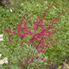 Astilbe Spinell